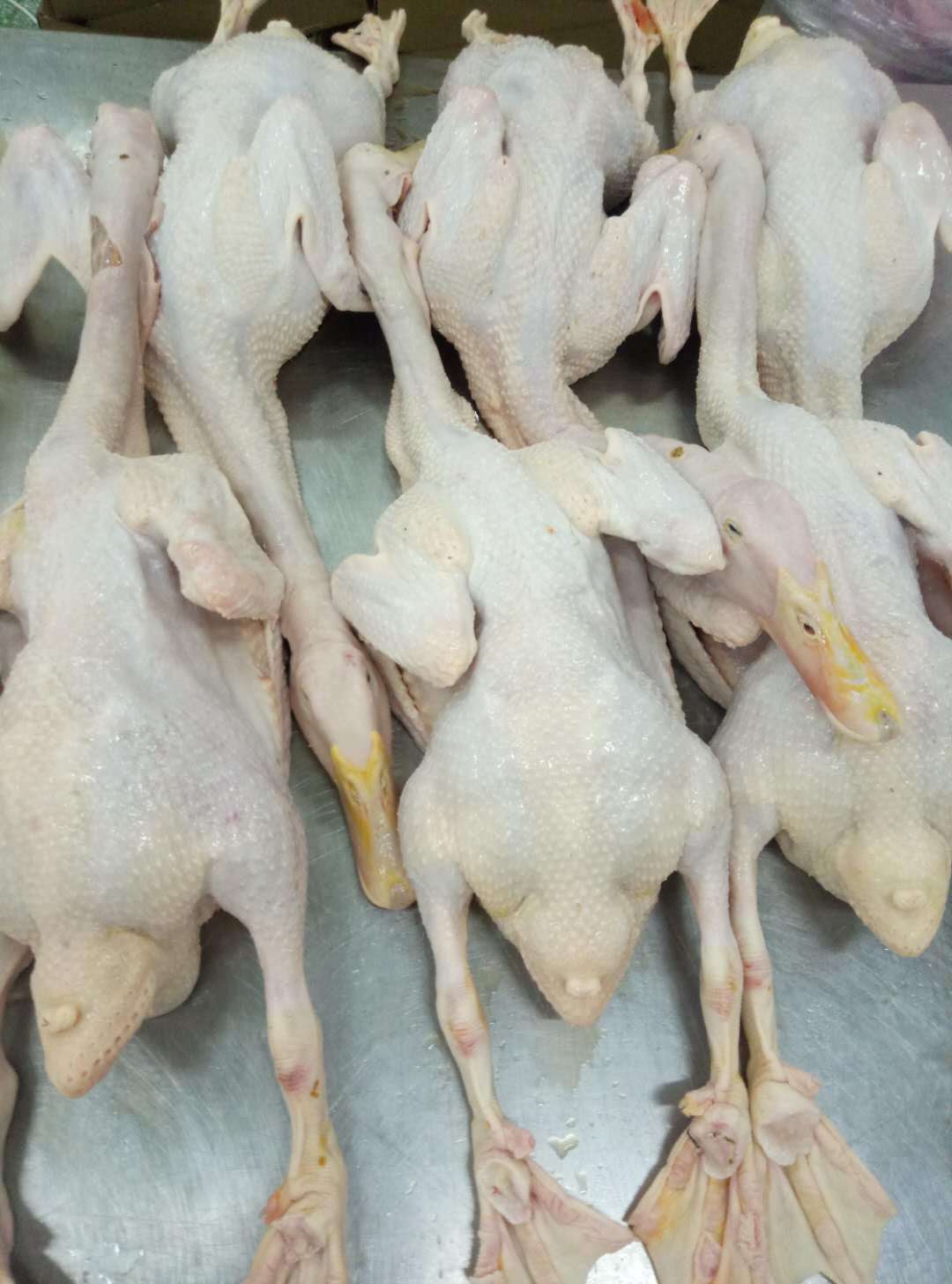 新鲜冷冻老鸭 40斤-10只装 正中土老鸭 生鲜老鸭肉