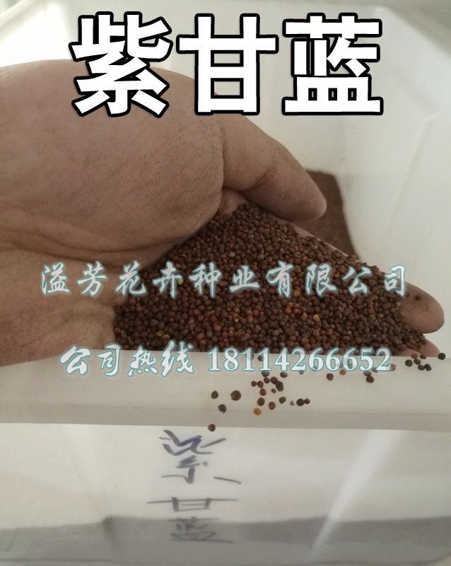 紫甘蓝种子 包菜种子 洋白菜种子 中早熟 紫红色 蔬菜种子 菜园用