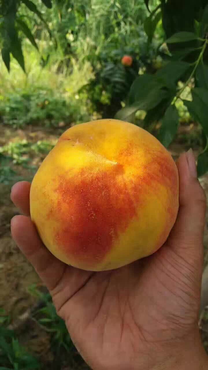 安徽特产大黄桃砀山83上市5斤 口感酸甜肉质爽口新鲜水果一件代发