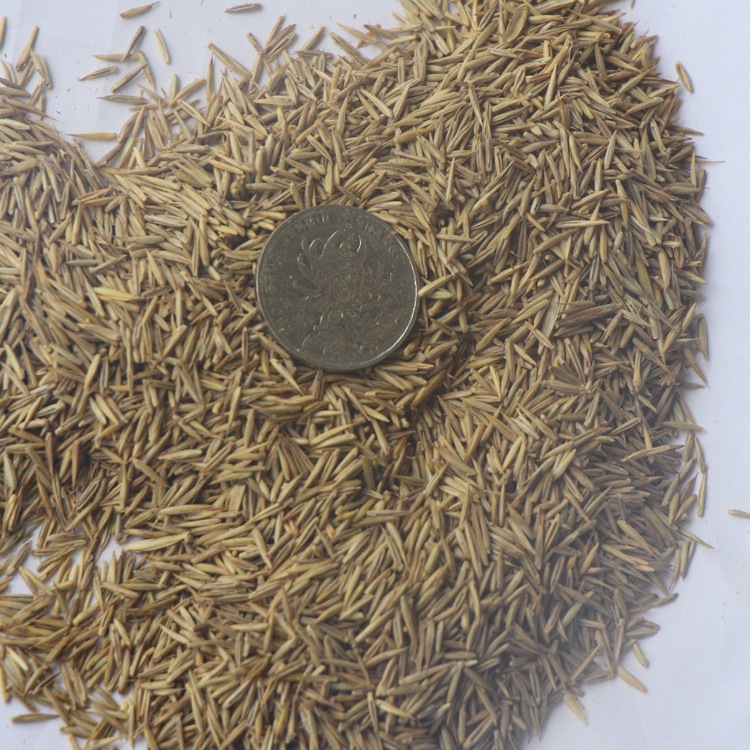 冰草种子 别名野麦子,扁穗冰草,羽状小麦草 暖季型草坪牧草种子