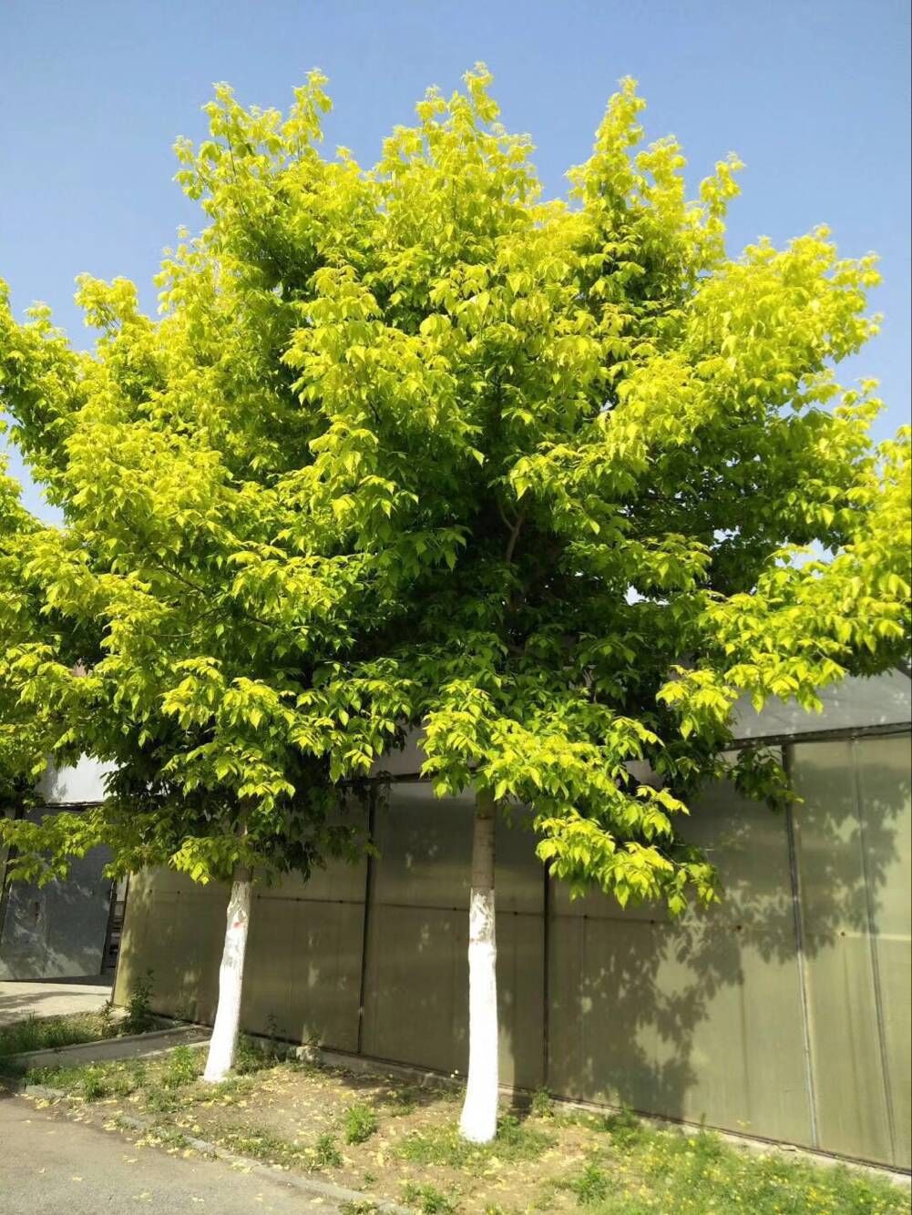 苗圃金叶复叶槭 金叶塘栖复叶槭成活率高