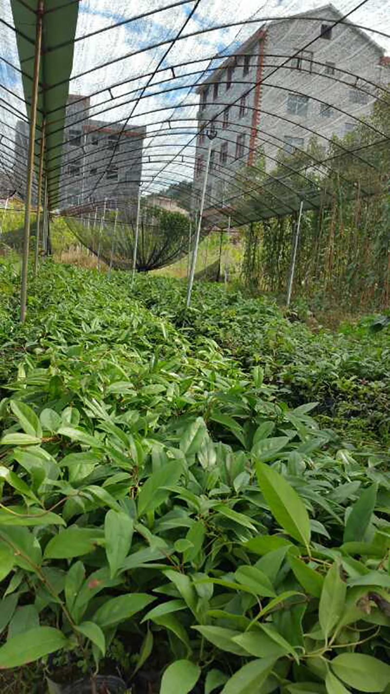 布福娜长寿果苗栽培简便 多年生常绿藤本黑老虎 爬藤果苗盆栽