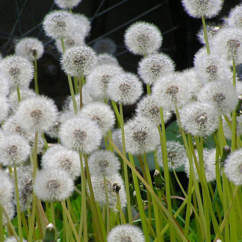蒲公英种子野生食用野菜秋季四季播大叶阳台婆婆丁多年生草本植物