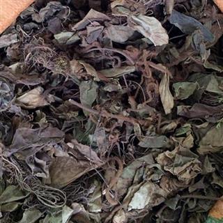 中药材杏香兔耳风兔耳草朝天一支香小一枝箭白眉一柱香扑地毛大丁