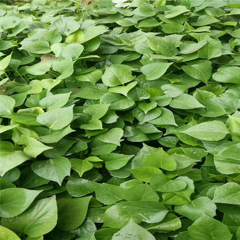 龙九红薯龙九秧子龙九红薯苗红薯苗脱毒红薯苗大田