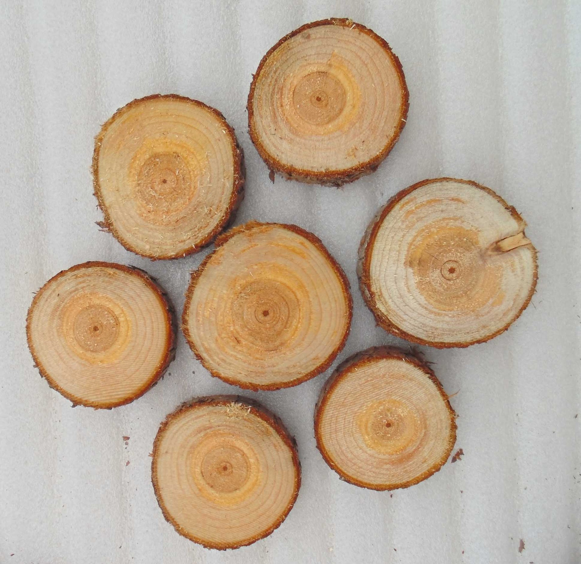 天然 杉木条杉木片小圆柱木头桩子 原木装饰圆木片干树枝拍照道具