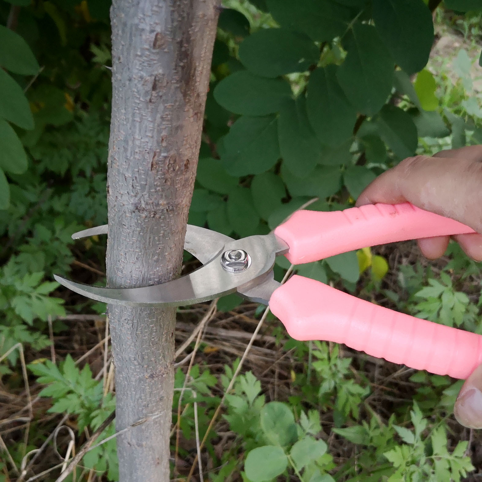 果树环割剪 环枝剪 园艺环割剪刀 割树皮剪刀树皮环割刀园林工具