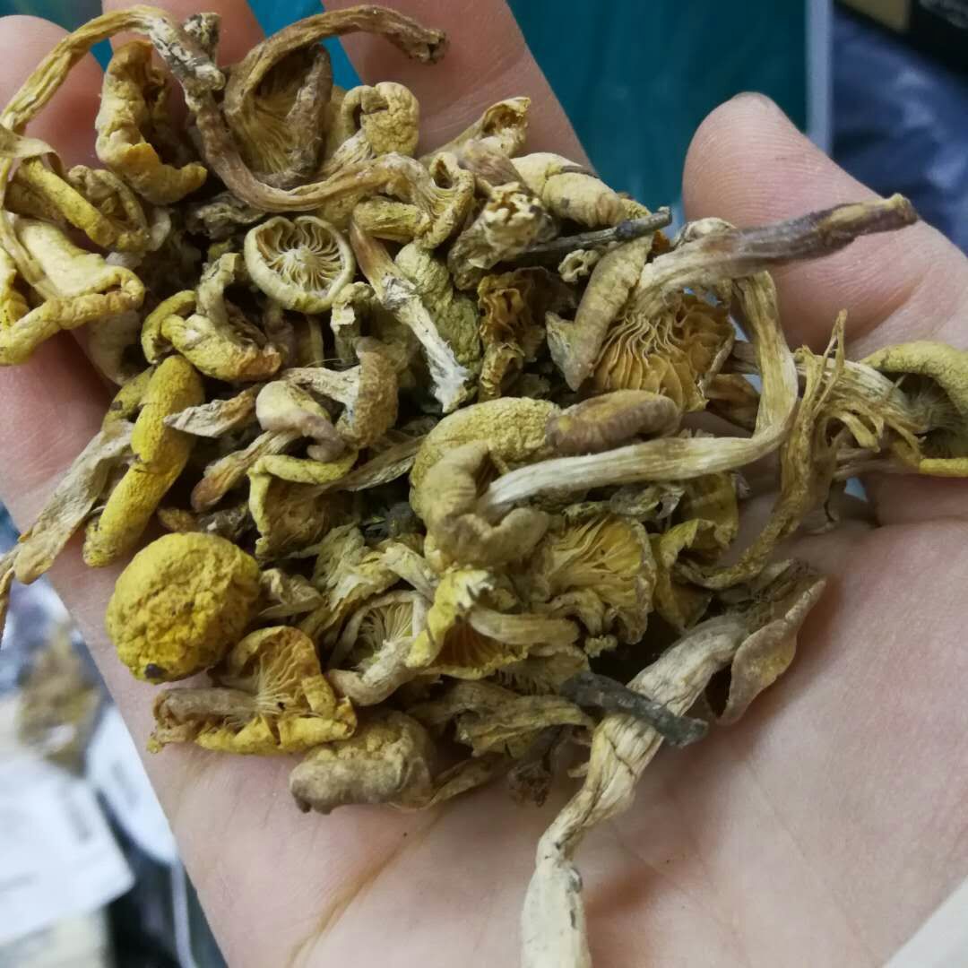 长白山小黄蘑 东北小黄蘑菇 小黄蘑菇 东北蘑菇 批发
