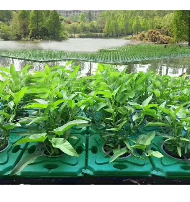 生态人工浮岛水上种植浮床水质净化植物河道污水处理浮板