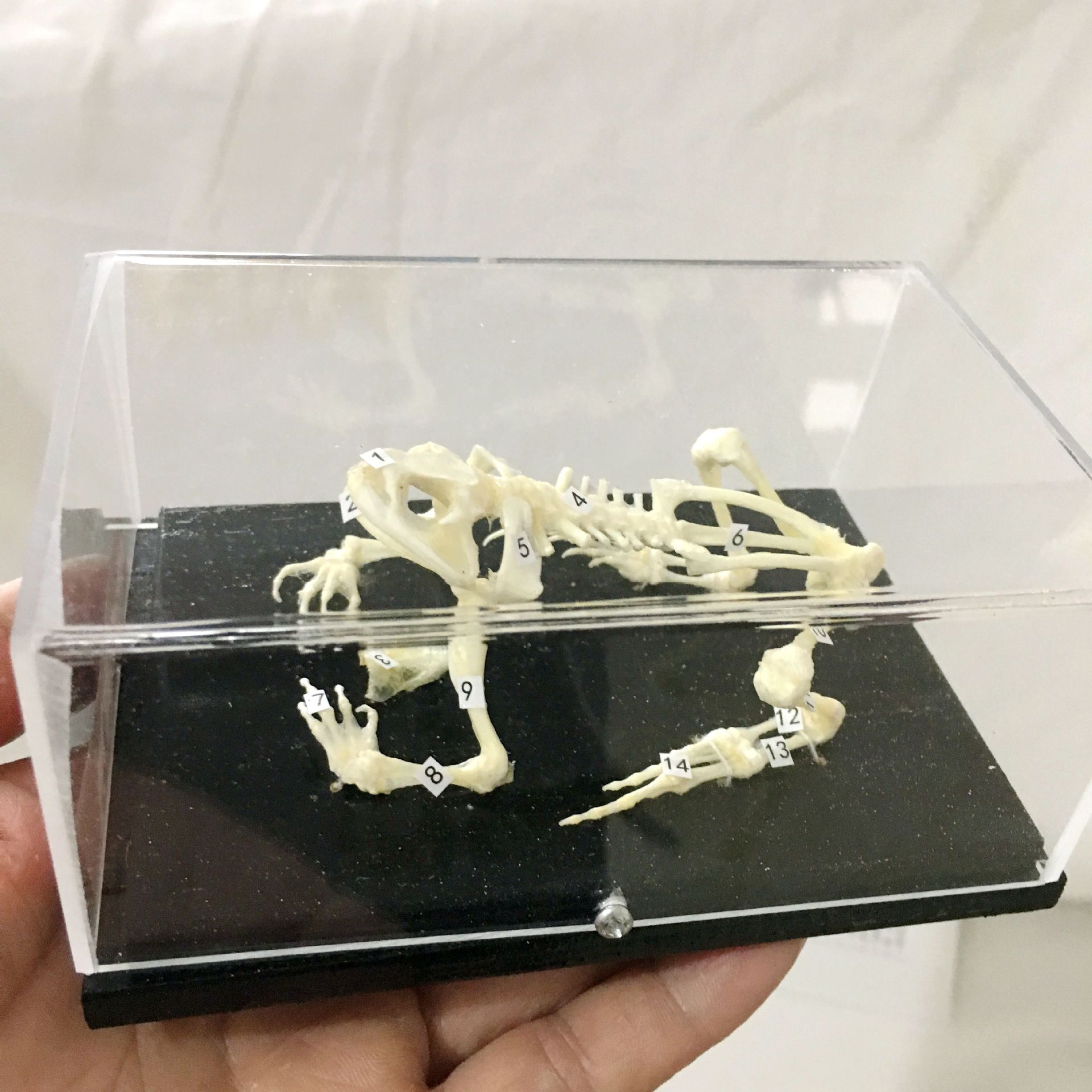 蛙骨骼标本 蟾蜍骨骼标本 43108教学演示中学生物青蛙骨骼标本