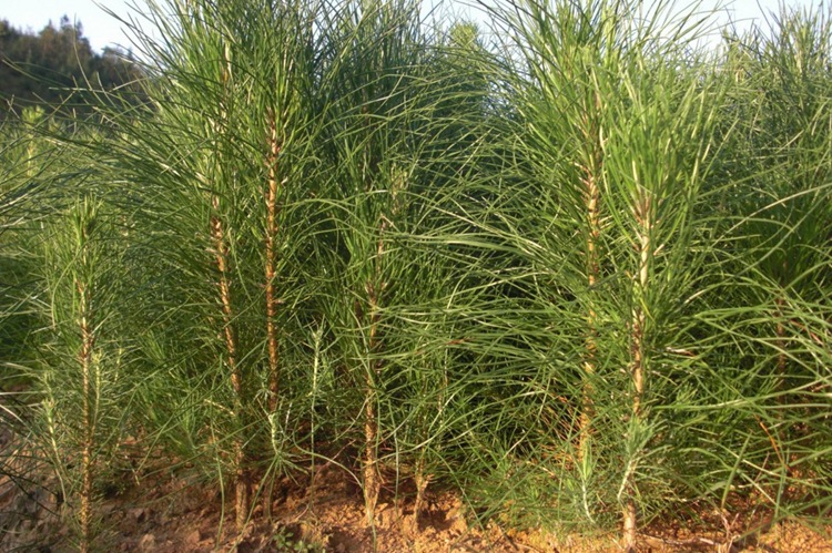 湿地松种子 古巴松 美国松 国外松 松树 绿化行道林木苗木树种子