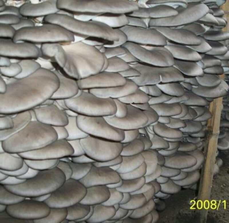 平菇菌棒食用菌菌包蘑菇菌袋母种原种制作菌种多肉可观赏阳台植物