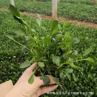 苗圃直销大量优质大滨菊小苗 大滨菊盆栽带土苗 观赏花卉批发