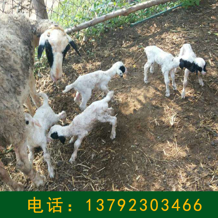 杜泊羊种羊价格杜泊羊多少钱一只山东杜泊绵羊养殖场