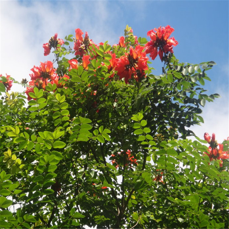 散装火焰木种子 火焰树种子 澳洲火焰木植物林木种子批发销售