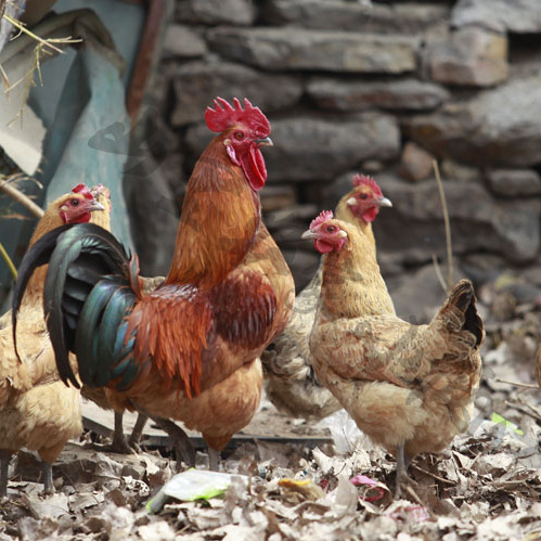 冷冻新鲜红毛老母鸡下蛋鸡只家庭酒店熟食店专供 量大从优