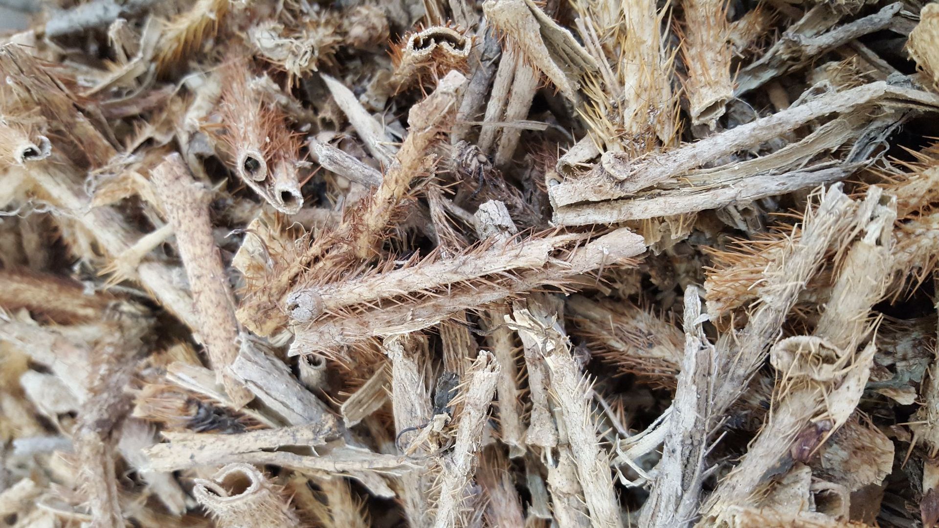 中药材红毛刺五加红毛刺五加 抽芯 五加皮川加皮 量大从优-阿里巴巴