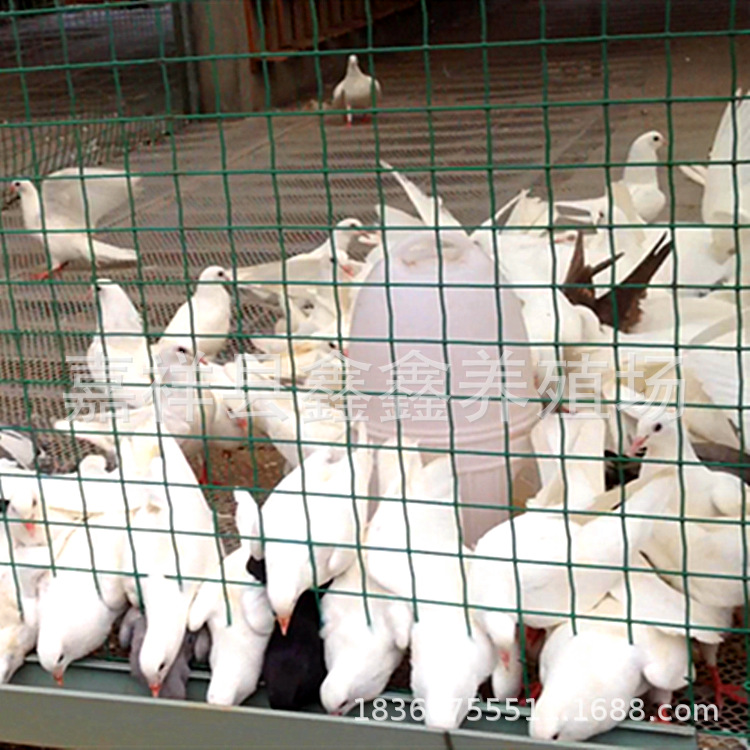 0成交0只大量卡奴白羽王种鸽出售|景区广场鸽价格|白色肉鸽批发