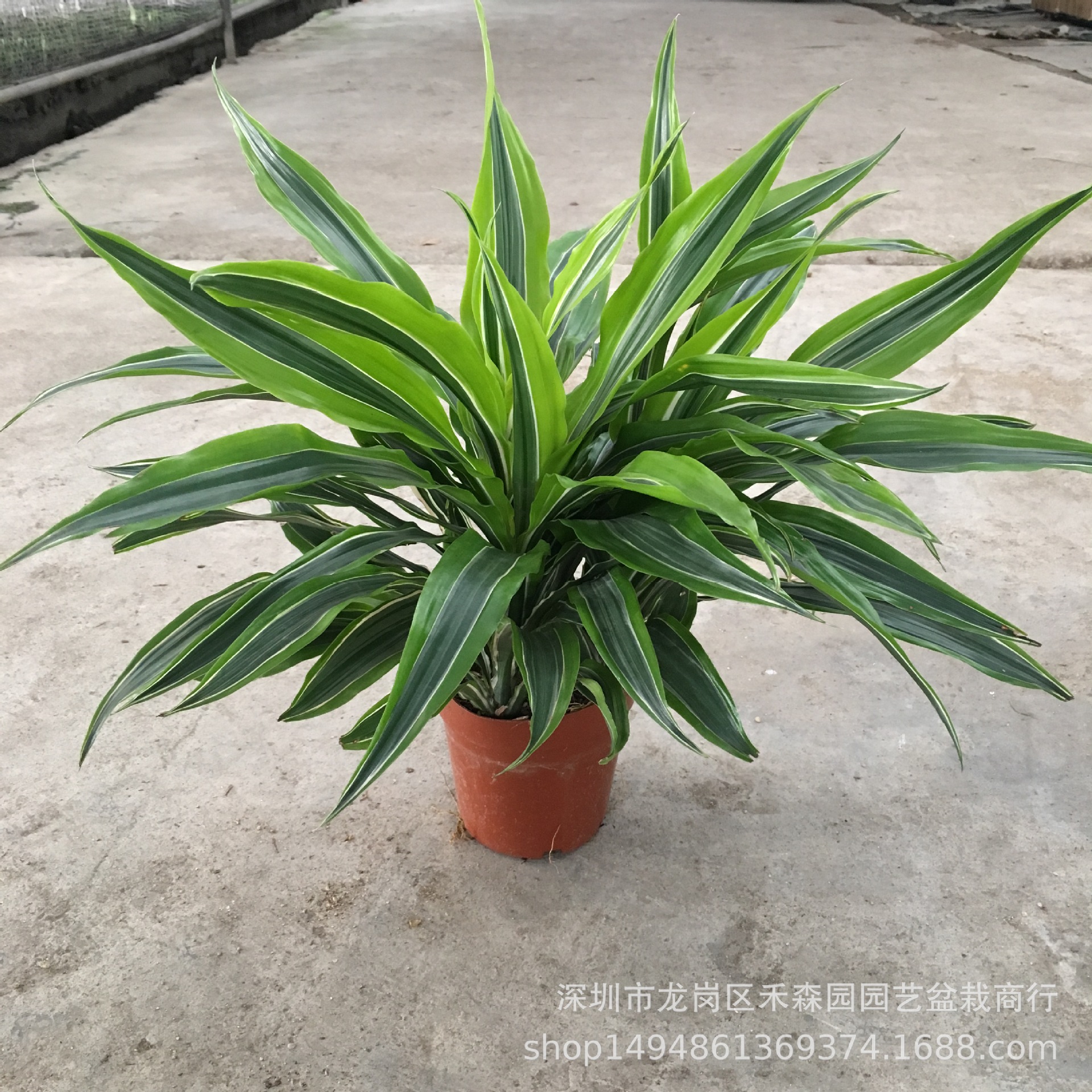 基地直供批发室内绿化木植物耐养中小盆栽观赏绿植巴西美人铁140