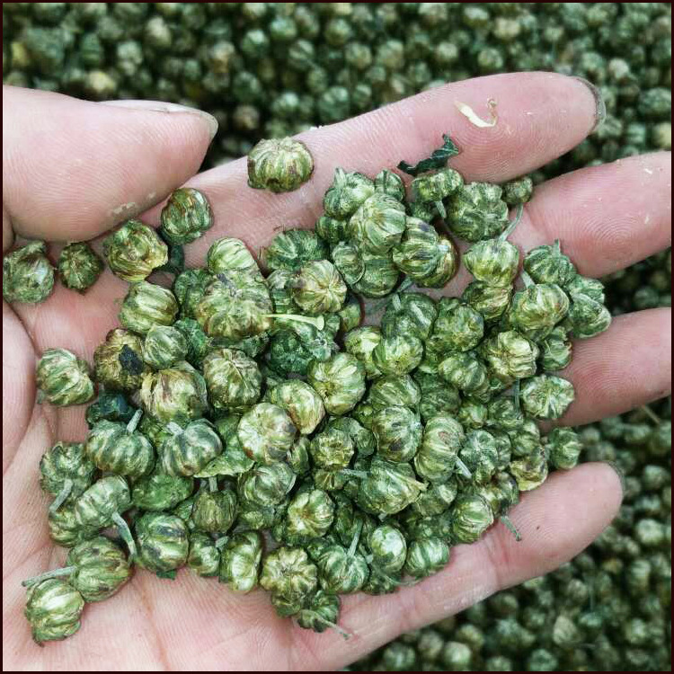 批发供应 胎菊 胎菊 桐乡胎菊 德誉堂药业批发各种中药材