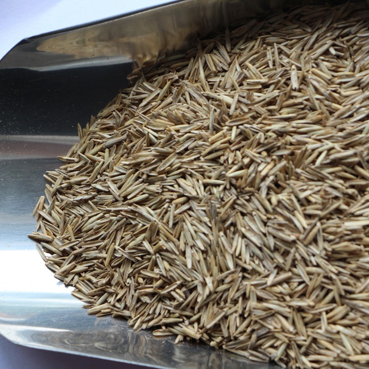 牧草种子批发 光泽度好 颗粒饱满 冰草种子销售 牲畜粮食冰草