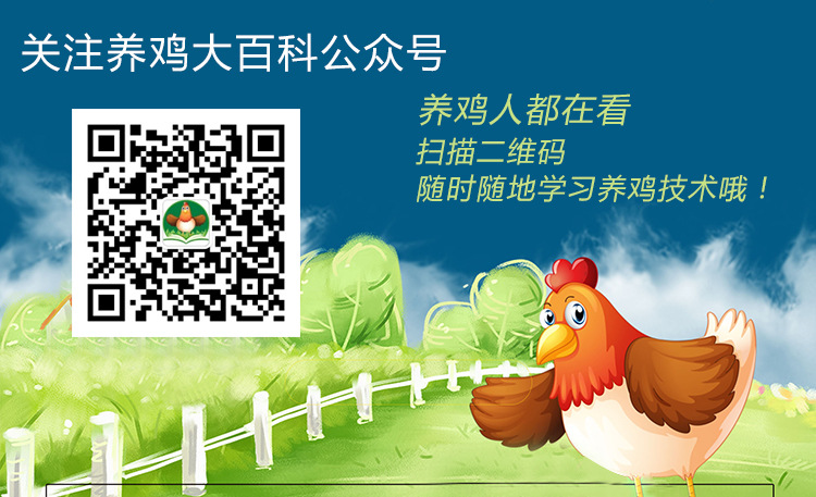 养鸡大百科