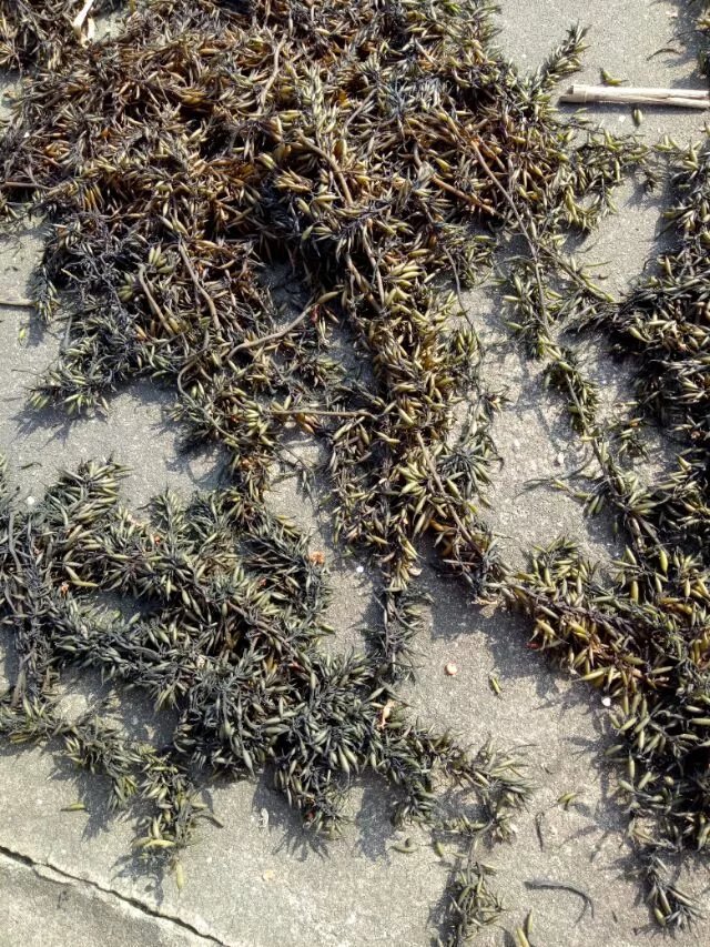 每家阿婆阿公都出来晒羊栖菜,工费都涨到200一天