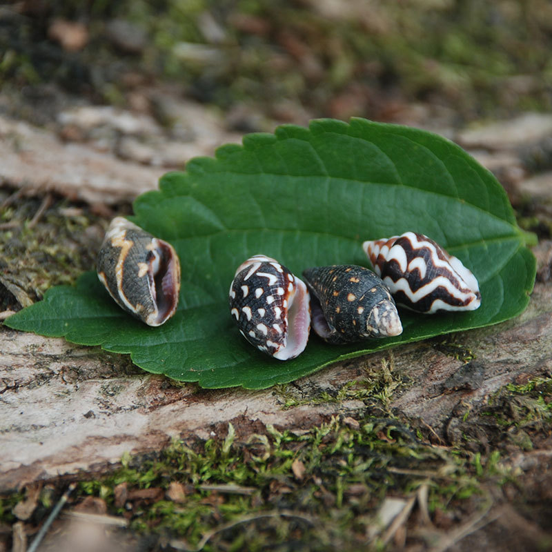 花麦螺 小海螺 黑色杂纹螺 胶泥配件蜡烛装饰微景观花草班马海螺