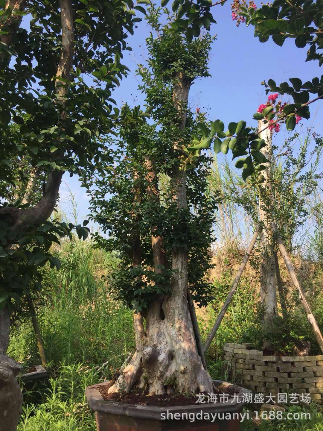 浙江紫薇桩 造型紫薇桩 紫薇树桩 湖南紫薇古桩 山东紫薇盆景老桩