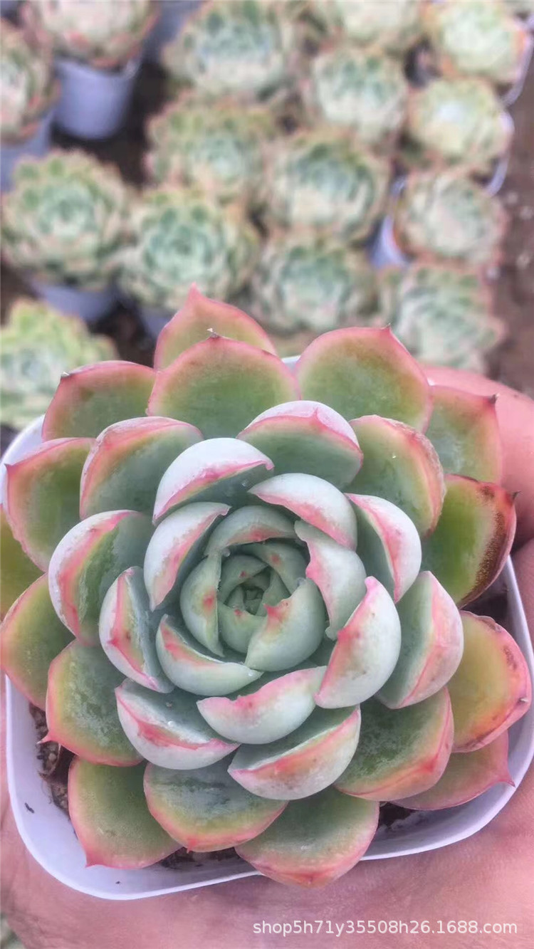 9182多肉植物大棚限量批发 蔷薇月影单头盆7cm多肉品种裸根发