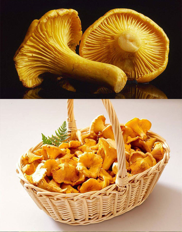 云南特色野生菌 野生鸡油菌fd冻干 出口级野生鸡油菌冻干干菌