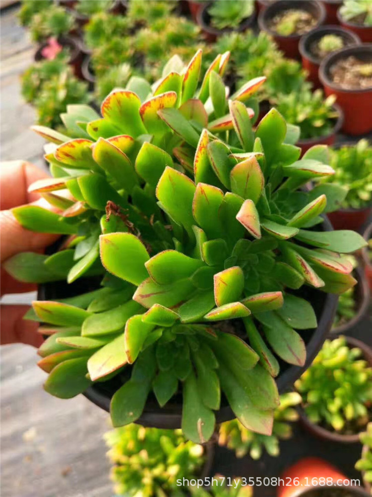 0088多肉植物盆栽大棚批发冰羽门客法师盆12cm多肉法师品种