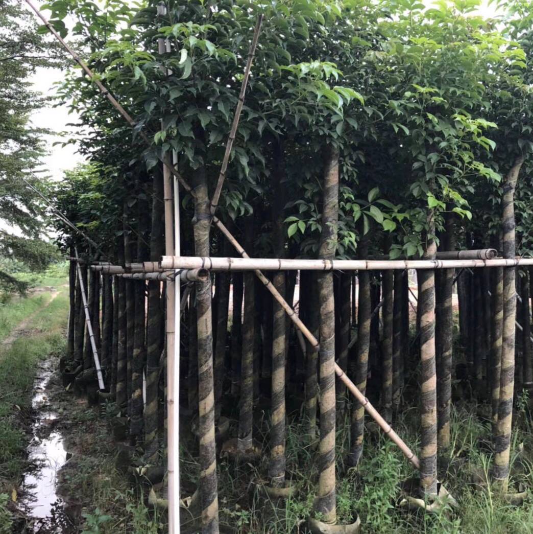 秋枫树10分 绿化苗木秋枫苗 秋枫假植苗 重阳木自家袋装大量供