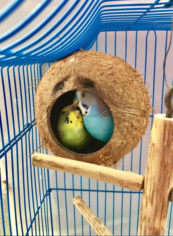 椰壳鸟窝鹦鹉鸟窝松鼠繁殖窝牡丹虎皮鹦鹉繁殖鸟窝