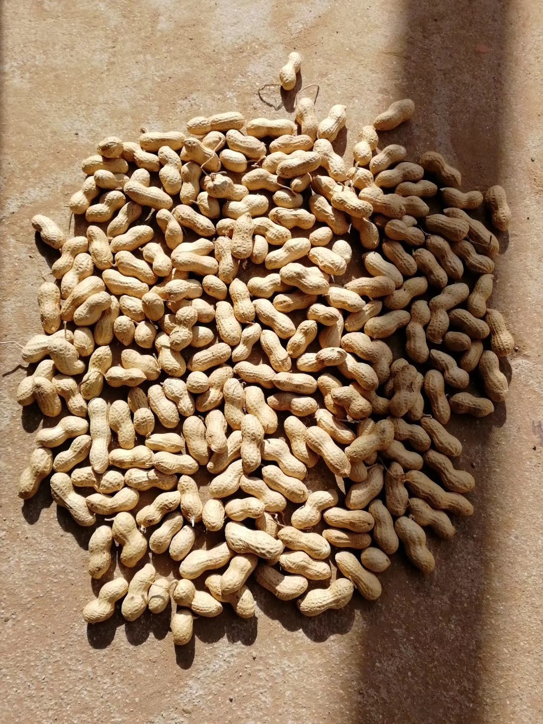 吉林砂土地小日本生花生果原产地批发25公斤2021新货