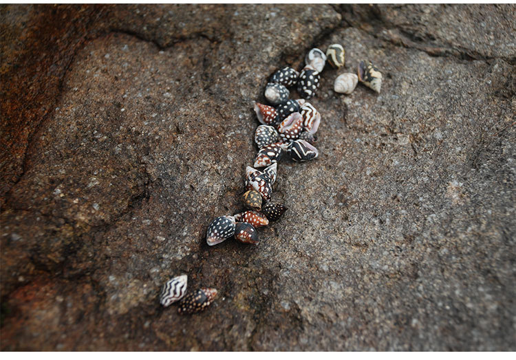 花麦螺1厘米黑色杂纹螺 黑米珠螺 许愿瓶专用超小鱼缸造景配件1cm