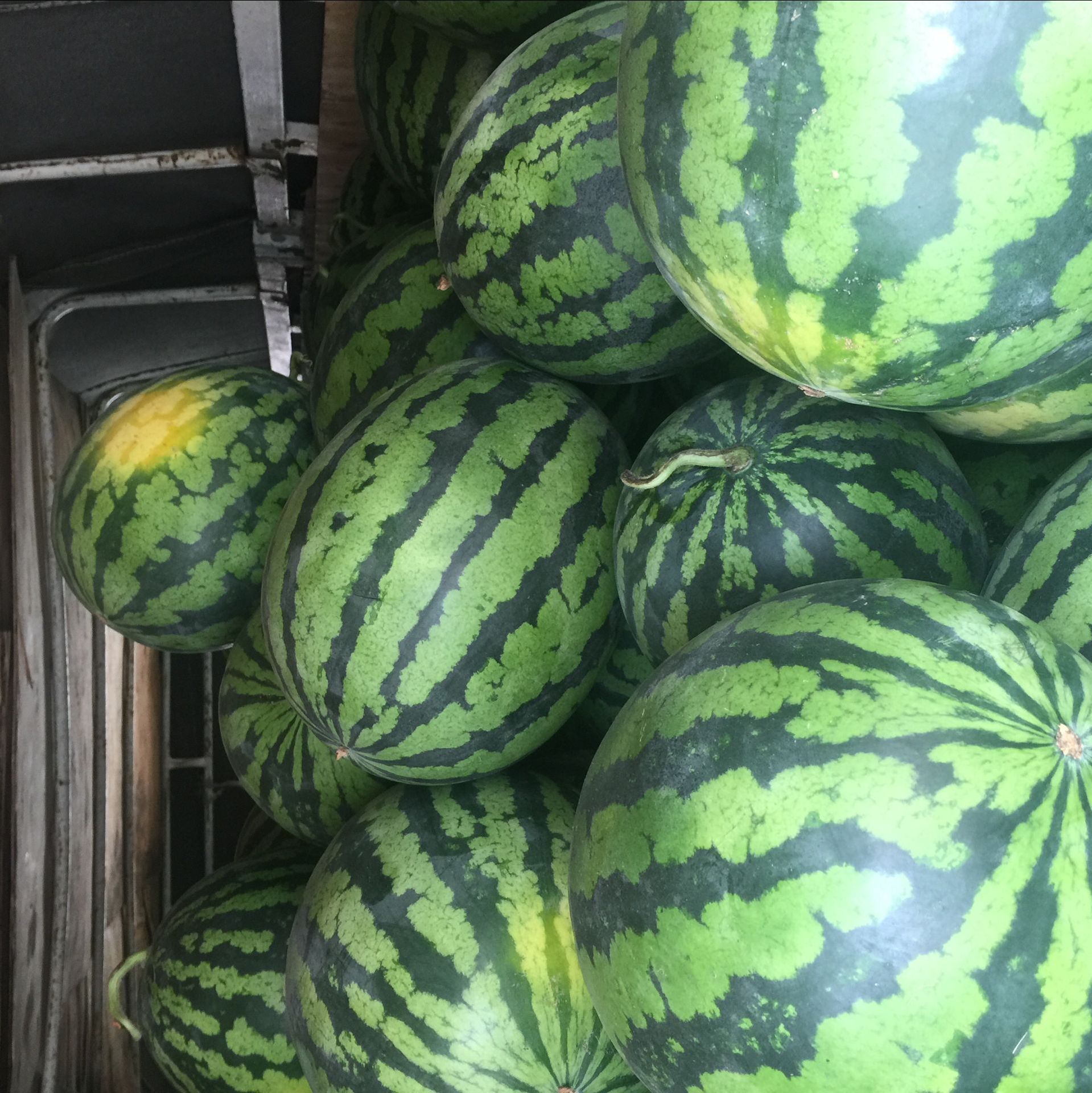 供应富硒食品硒砂瓜新鲜水果西瓜巨型沙瓤超甜