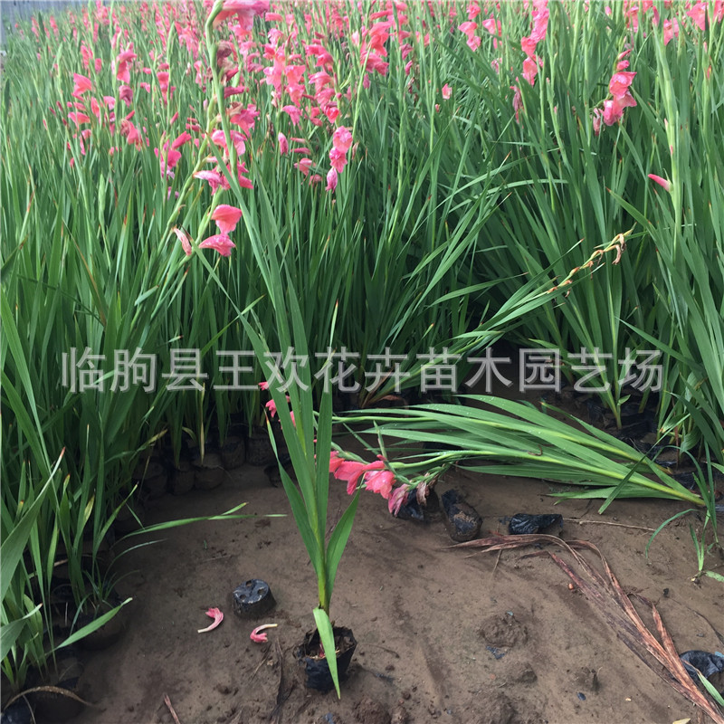 唐菖蒲 山东青州水生植物批发唐菖蒲价格 剑兰花 剑兰种球
