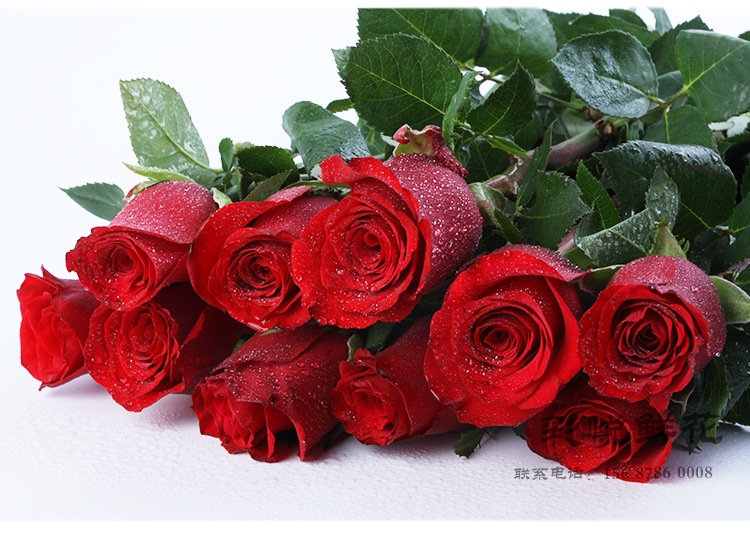 [卡罗拉ab级]批发斗南鲜花 情人节红玫瑰卡罗拉云南昆明基地直供