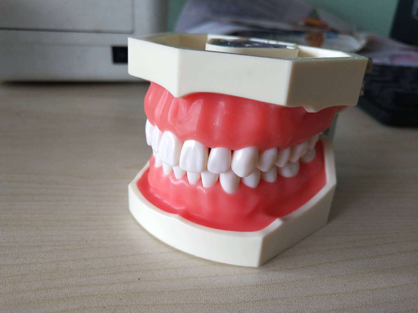 牙科口腔教学模型软牙龈仿真牙齿可拆卸换牙粒牙齿模型备牙练习