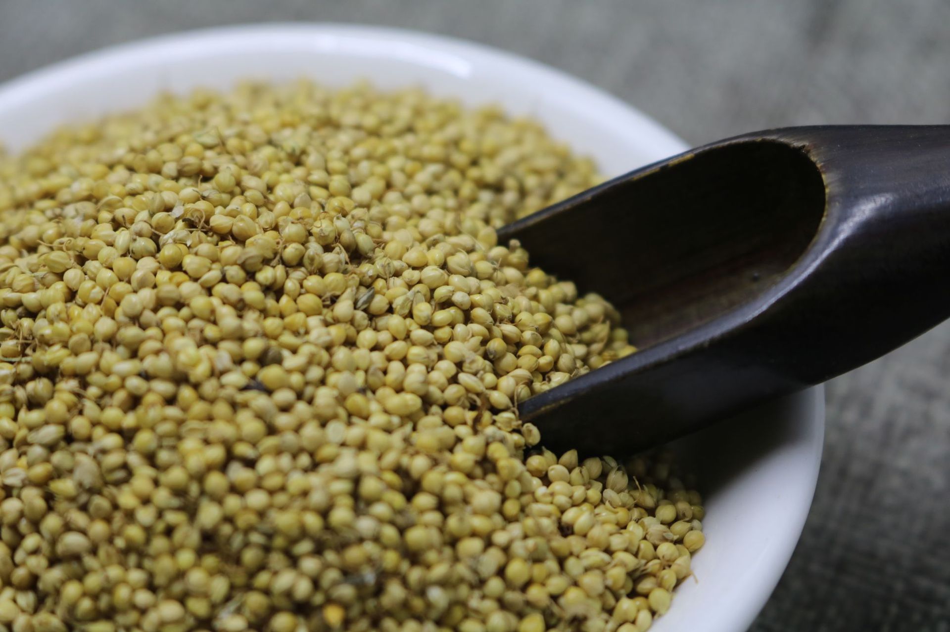 供应谷芽1000g 另有稻芽 麦芽 中药材供应批发