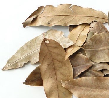 工艺稳定品质保证 厂家优质供应黄杞叶提取物(落新妇苷)60%