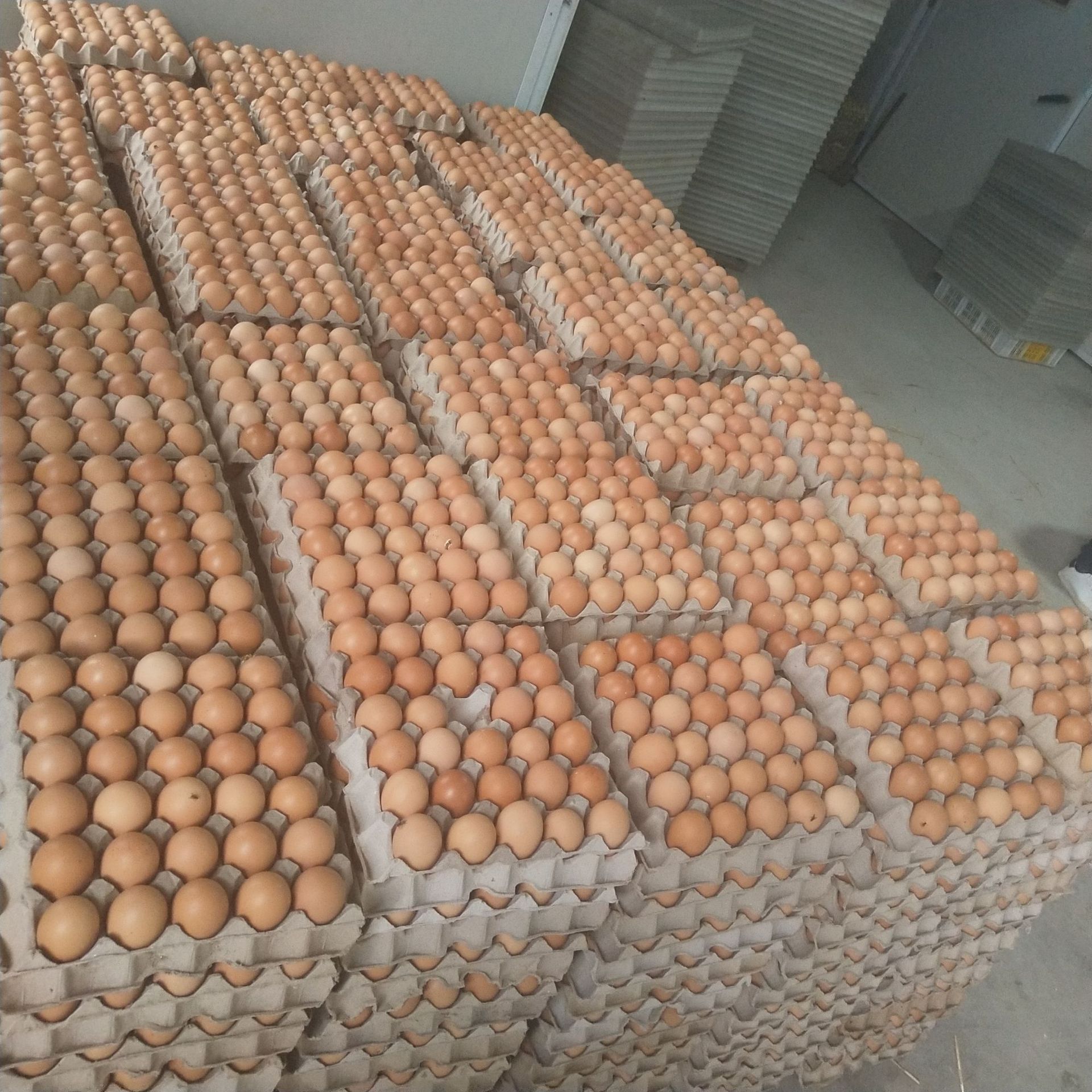 济宁鸡蛋价格