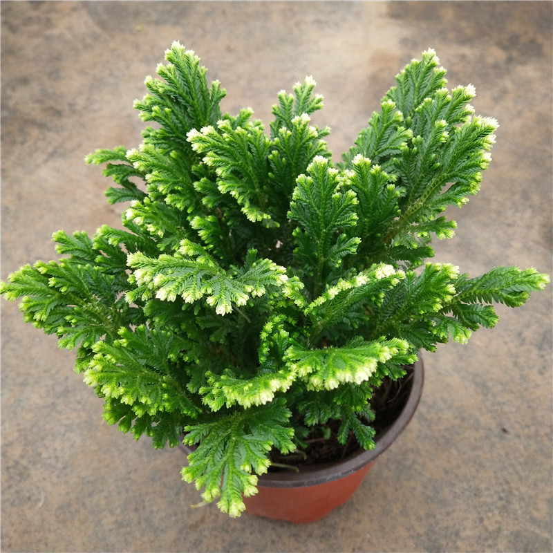 银边卷柏盆栽蕨类观叶植物耐阴阳台办公桌面花卉绿植好养