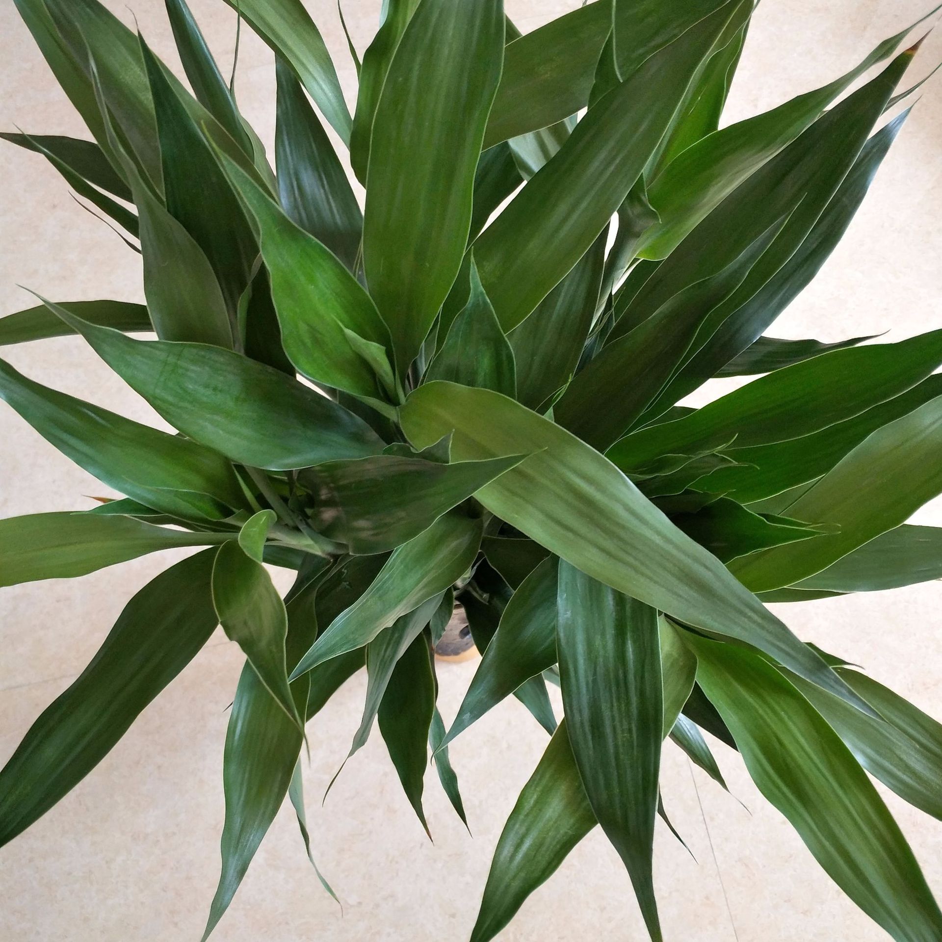 富贵竹 四季水培植物 好运竹 节节高 装饰绿植 10枝装包邮