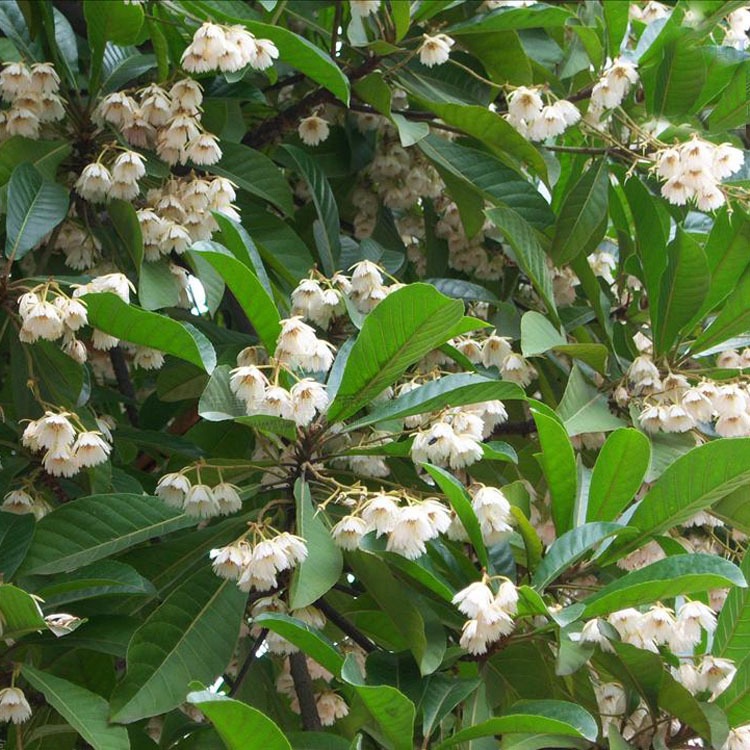 杜英种子 小杜英种子 沙藏露芽 大叶杜英 小叶杜英 彩色行道树种