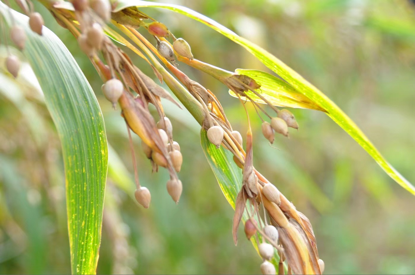 2020年新货云南半碎糯薏米 农家薏苡仁原产地五谷杂粮批发代发