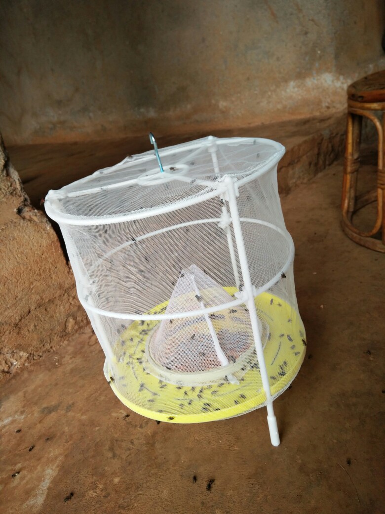 白色苍蝇笼 白色苍蝇笼 灭蝇笼 灭蝇器