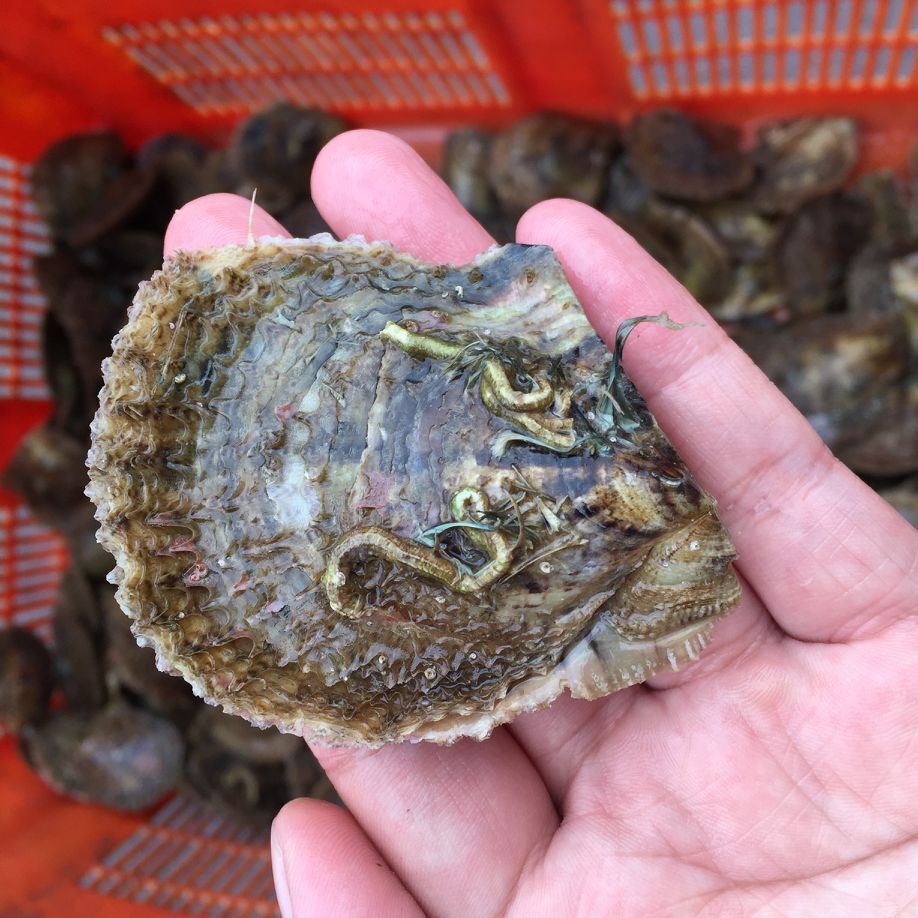 新鲜海水蚌批发海水贝马氏贝泡沫箱发货直播空蚌