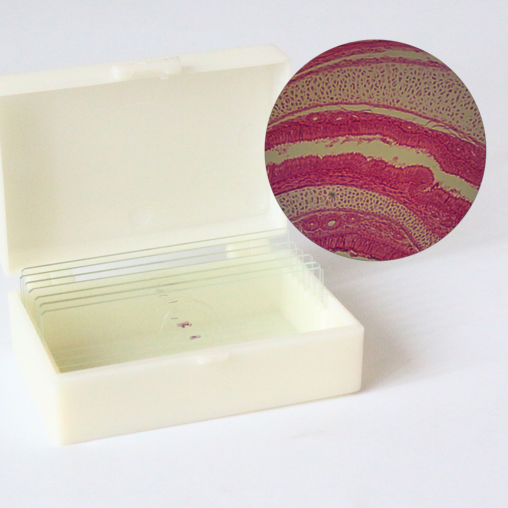 透明软骨医用科研生物玻片标本典型用教学观察结构清晰生物切片